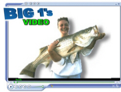 Beaver Lake Striper Fishing Video